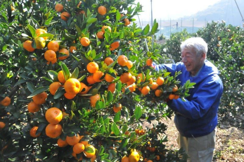 vì sao Mikan có mối liên kết chặt chẽ với Kyushu vì sao Mikan có mối liên kết chặt chẽ với Kyushu